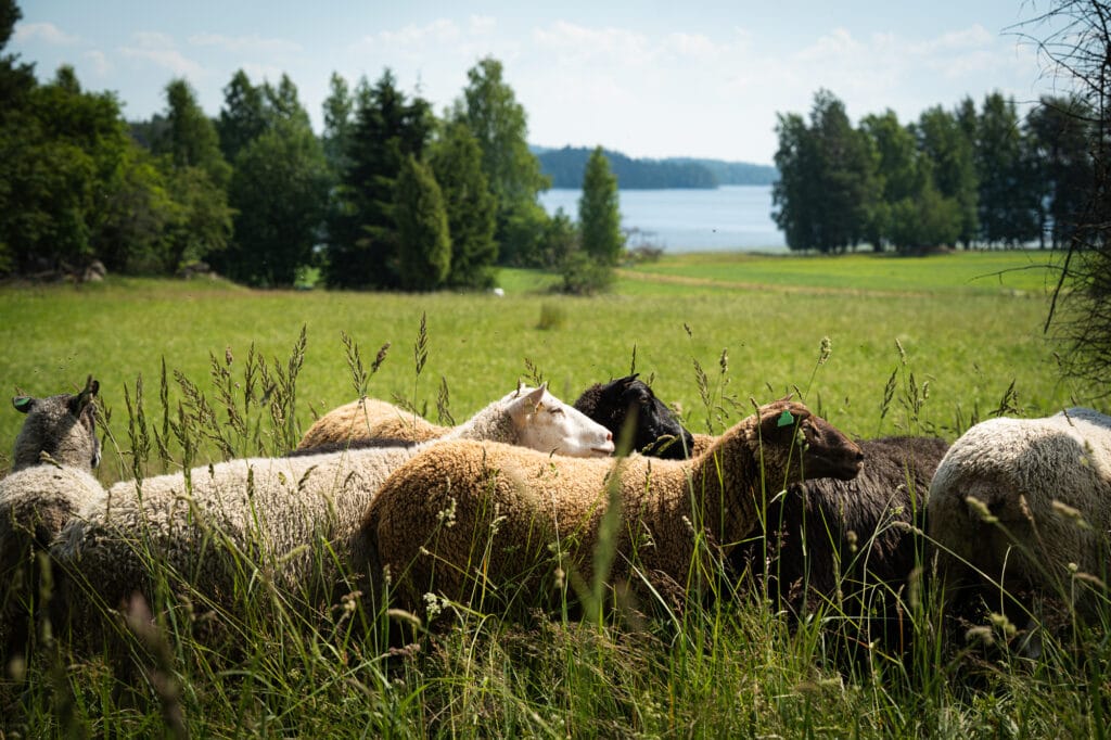 Lampaiden pääasiallinen ravinto on nurmirehu, joko laitumelta tai säilöttynä