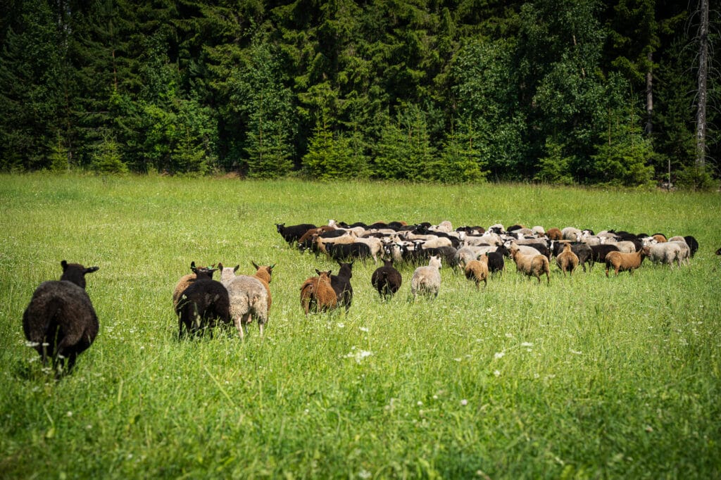 Suomenlammas voi olla väriltään valkoinen, musta, ruskea tai harmaa