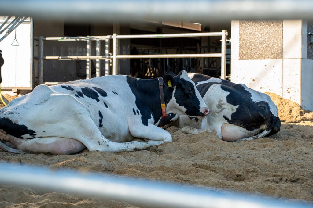 Holsteinlehmät makaavat hiekkapohjaisessa jaloittelutarhassa