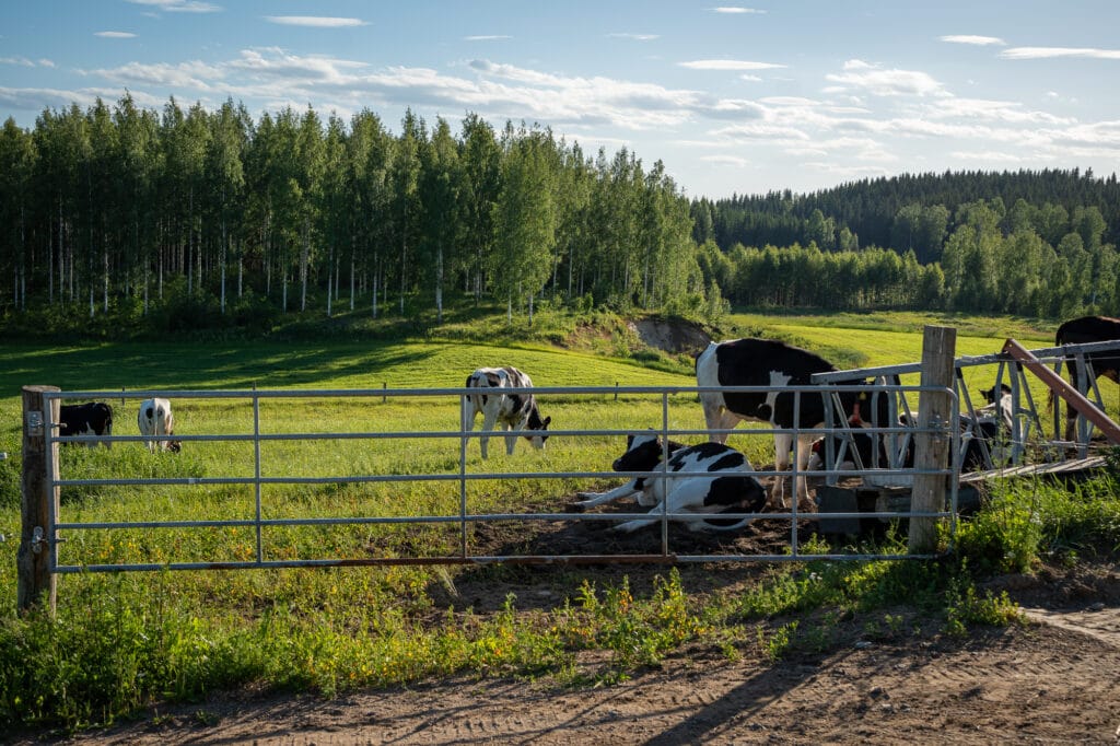 Hyvällä ruokinnalla ja lehmien olosuhteiden hallinnalla parannetaan niiden hyvinvointia ja maidontuotantoa