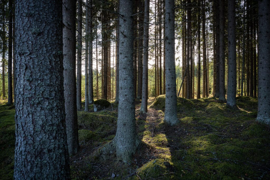 Kuusi on taloudellisesti tärkeimpiä puulajejamme. Komeimmaksi se kasvaa tuoreilla ja ravinteikkailla mailla.