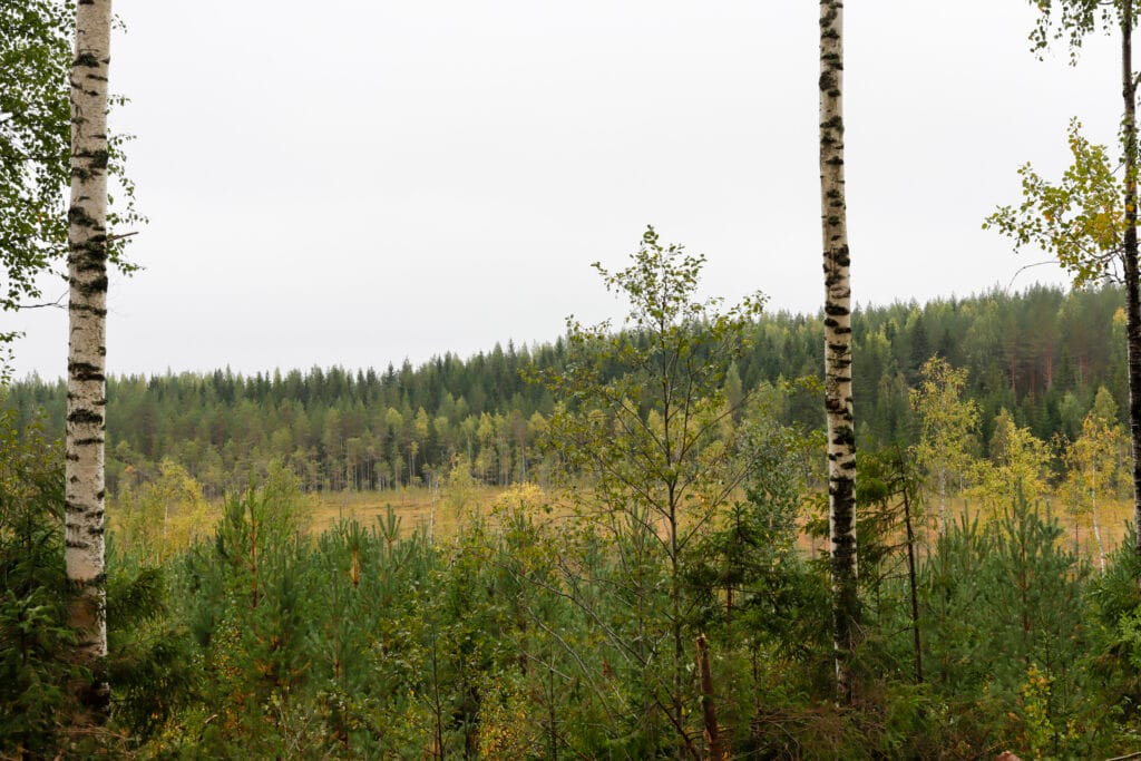 Metsien hiilivarasto tarkoittaa kaikkea hiiltä, joka on sitoutunut puustoon, maahan ja kasvillisuuteen. Metsä toimii hiilinieluna, kun puuston ja maaperän hiilivarasto kasvaa.