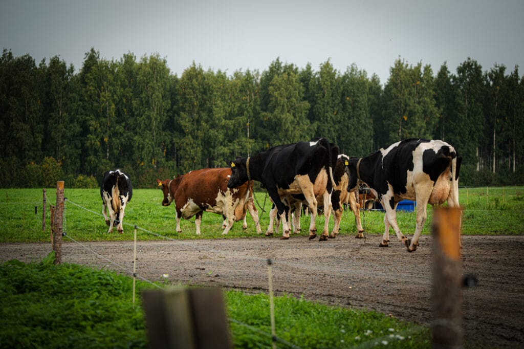 Parsinavetoiden eläimet pääsevät ulkoilemaan kesällä vähintään 90 päiväksi.