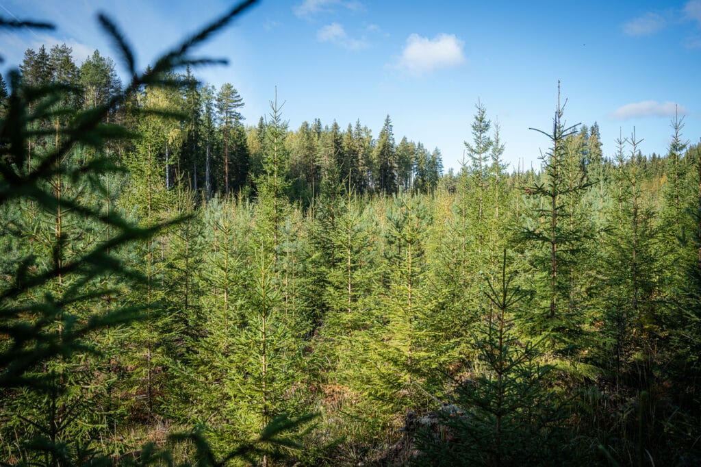 Taimikonhoidossa tiheänä kasvavasta taimikosta kaadetaan ylimääräiset ja heikkokuntoiset puut, jotta jätettävillä terveillä ja hyvälaatuisilla taimilla on riittävästi kasvutilaa.