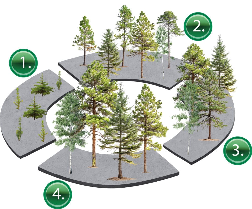 Talousmetsän kierron on eri vaiheet.  1. Taimikko 2. Nuori metsä 3. Varttunut metsä 4. Uudistuskypsä metsä