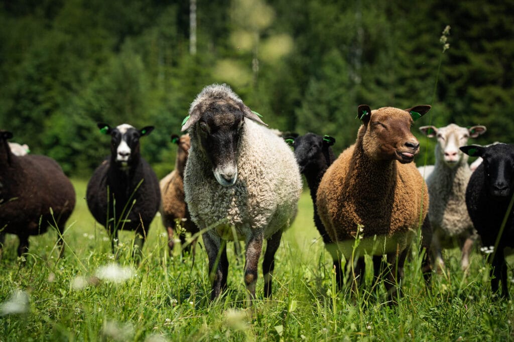 Lammas on monipuolinen eläin