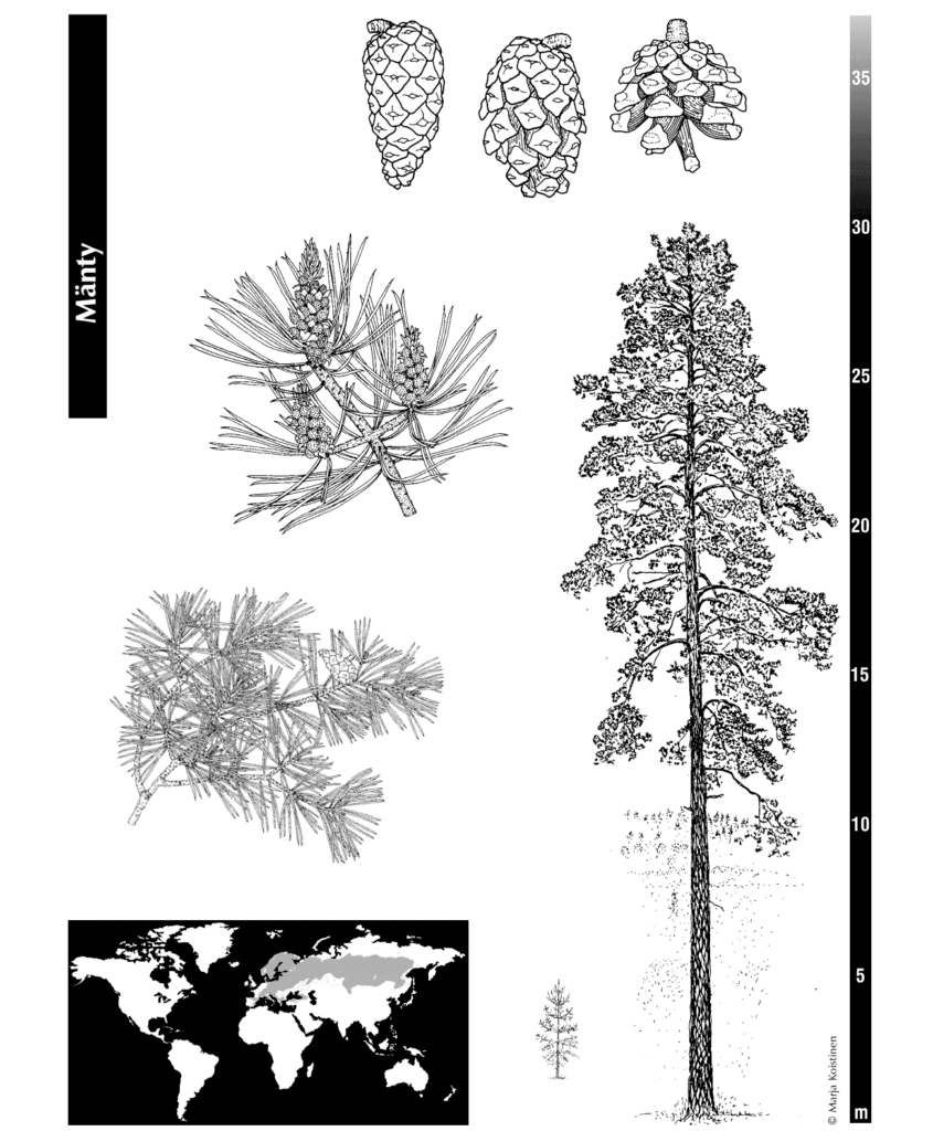 Lähde: Puulajit, Suomen metsäyhdistys ry Lusto-Suomen metsämuseo ja metsätietokeskus 1996. Piirros Marja Koistinen. https://smy.fi/wp-content/uploads/2014/09/Puulajit-vihko_2023.pdf