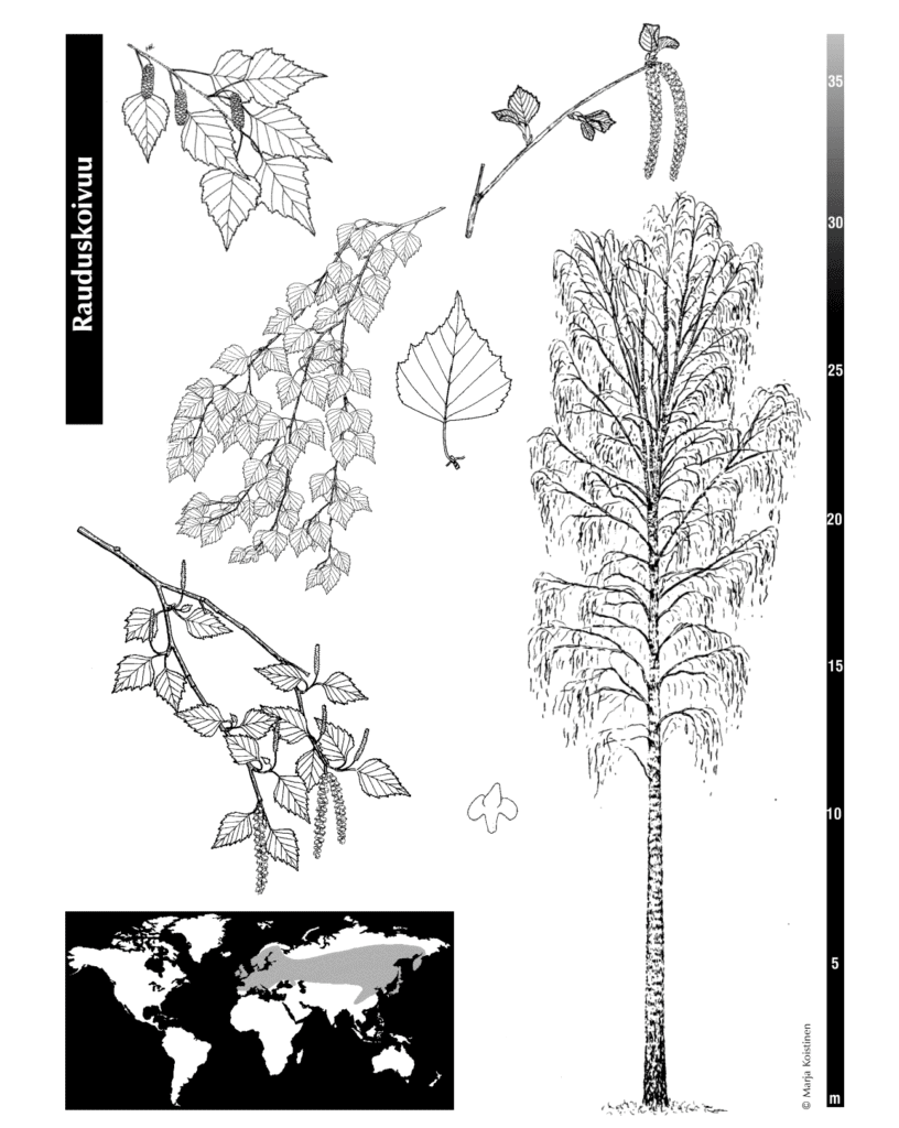 Lähde: Puulajit, Suomen metsäyhdistys ry Lusto-Suomen metsämuseo ja metsätietokeskus 1996. Piirros Marja Koistinen. https://smy.fi/wp-content/uploads/2014/09/Puulajit-vihko_2023.pdf
