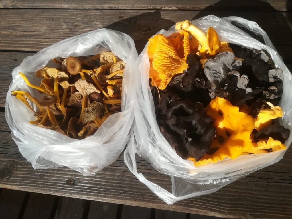 Jo metsässä sienistä kannattaa poistaa roskat ja huonot kohdat, sillä se säästää vaivaa. On myös hyvä erotella eri sienilajit omiin astioihin tai pusseihin.