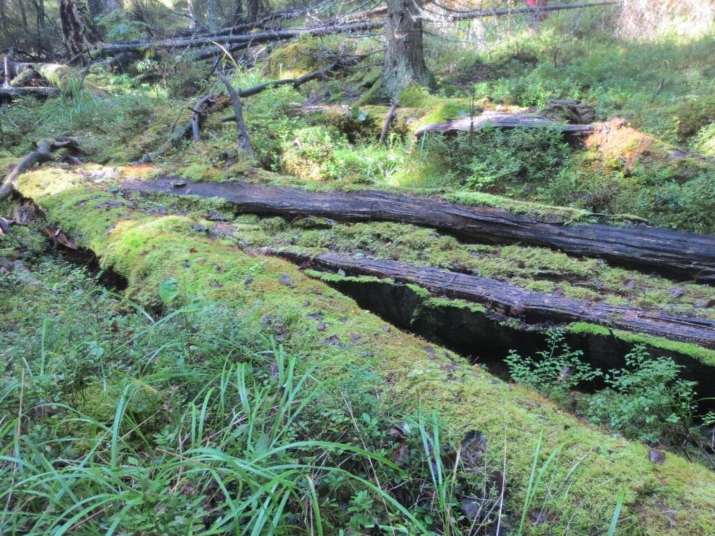 Lahopuulla on tärkeä rooli metsäekosysteemissä, sillä se tarjoaa elinympäristön ja ravintoa monille eliölajeille.