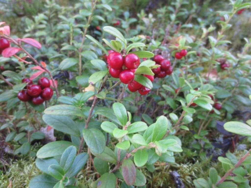 Puolukka on Suomen tärkein ja kerätyin luonnonmarja.