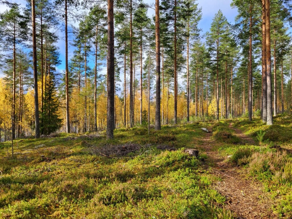 Syksyisestä metsästä voi jokaisenoikeuksin kerätä marjoja ja sieniä.