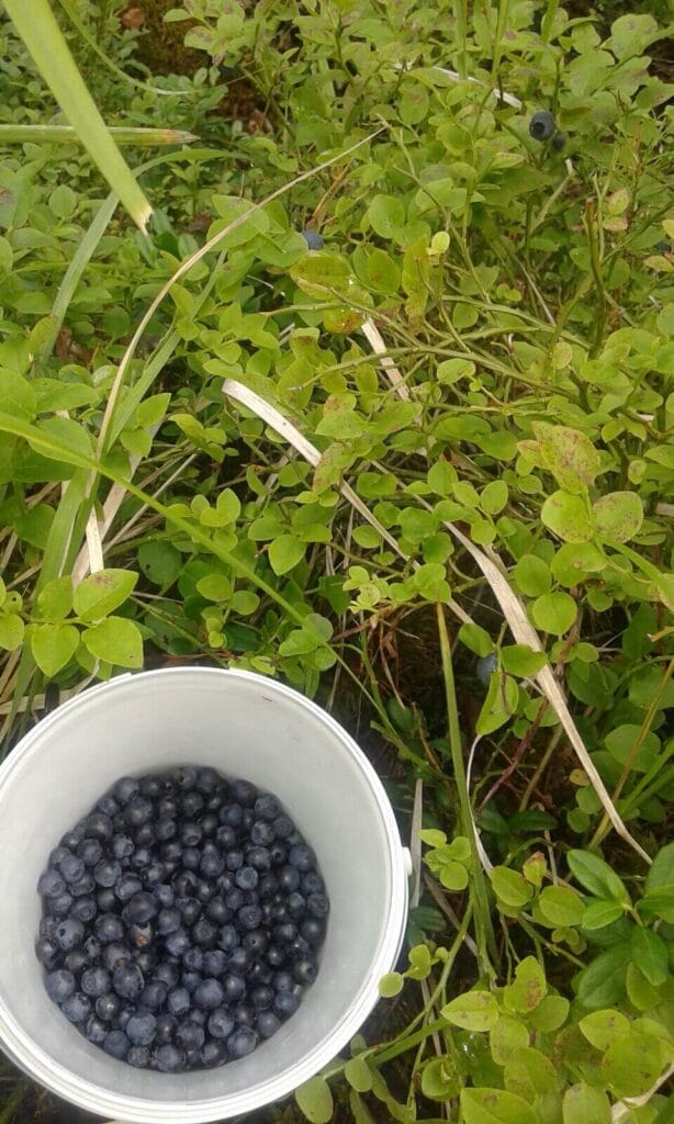 Mustikka on kotimaista superfoodia. Se sisältää runsaasti terveydelle hyödyllisiä ainesosia.