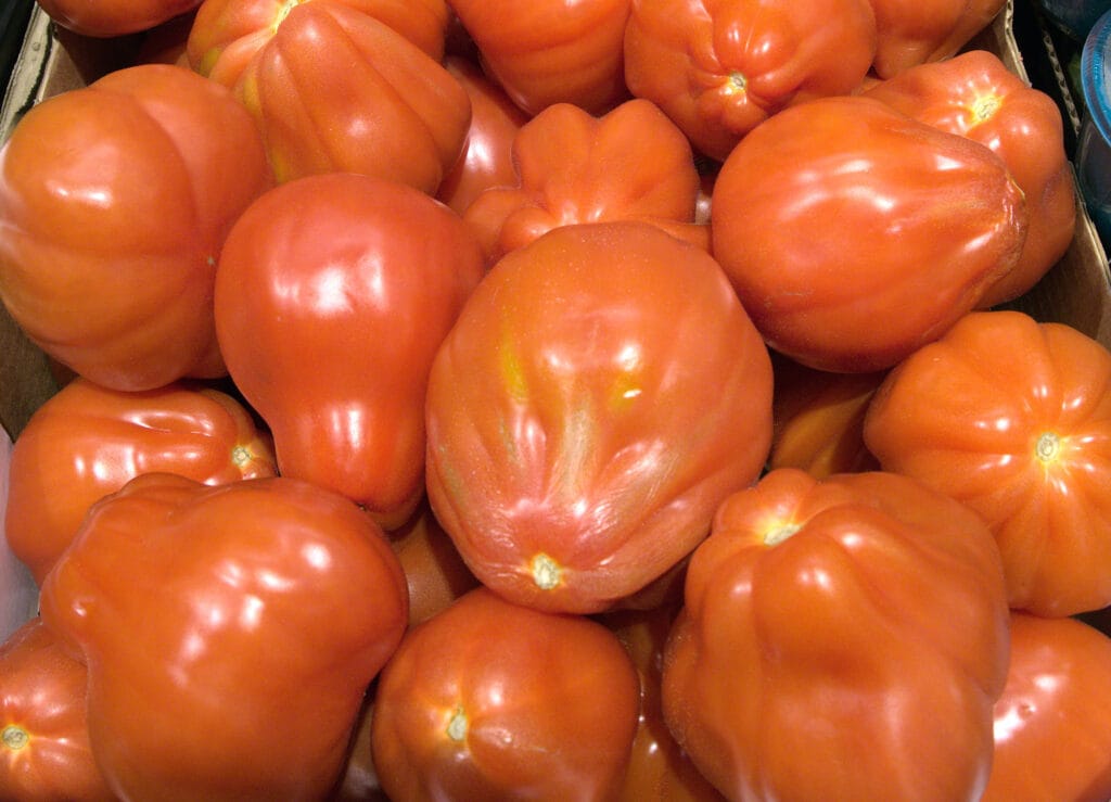 Pihvitomaatit