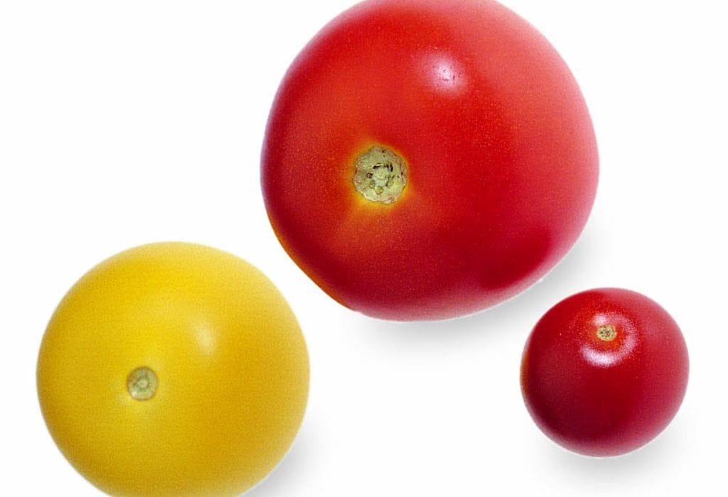 tomaatit, eriväriset kirsikkatomaatit